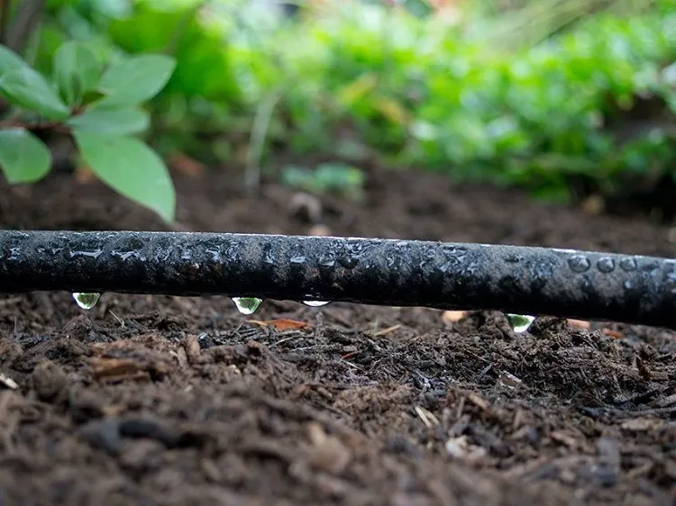 comment fabriquer système arrosage automatique goutte a goutte avec tuyau pour limiter arrosage jardin canicule restrictions économies eau