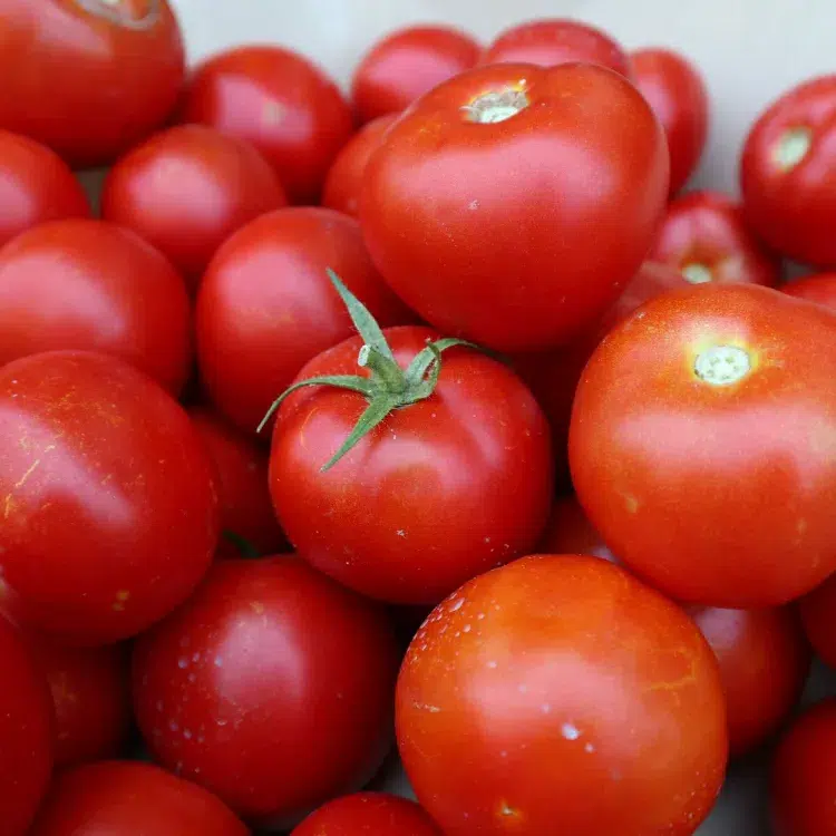 comment faire mûrir les tomates 2023