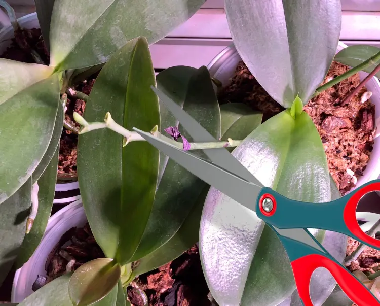 comment faire pousser une nouvelle hampe d'orchidée astuces