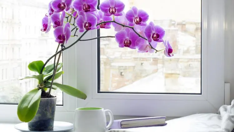 comment faire pousser une nouvelle hampe d'orchidée conseils où la placer