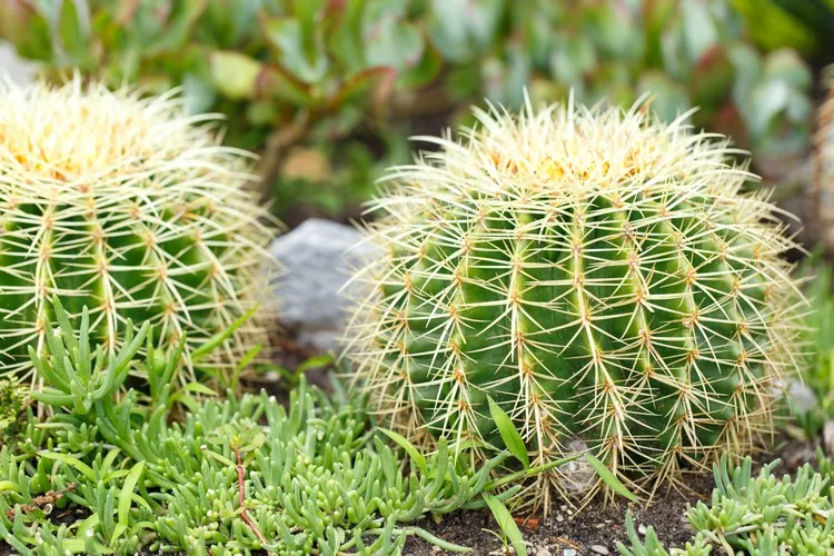 comment faire un jardin sans eau plantes résistant à la sécheresse cactus