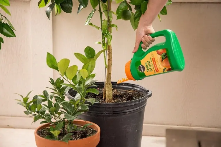comment fertiliser citronnier été marc de café