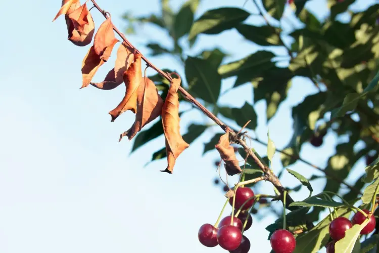 comment fertiliser un cerisier compost marc de café