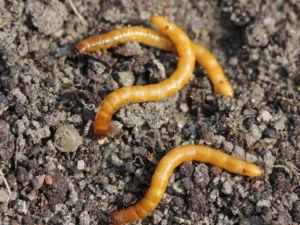 comment lutter contre le taupin en bio lutte contre les taupins au potager