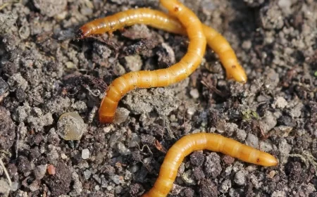 comment lutter contre le taupin en bio lutte contre les taupins au potager