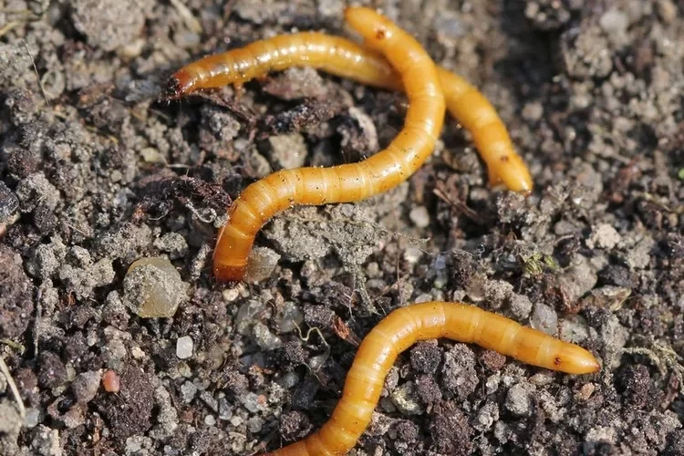 comment lutter contre le taupin en bio lutte contre les taupins au potager