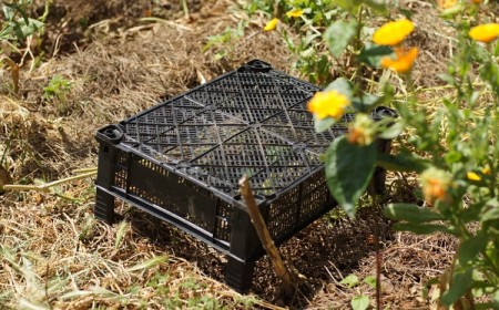 comment ombrager le potager protéger fruits légumes de la canicule trucs astuces économiqus