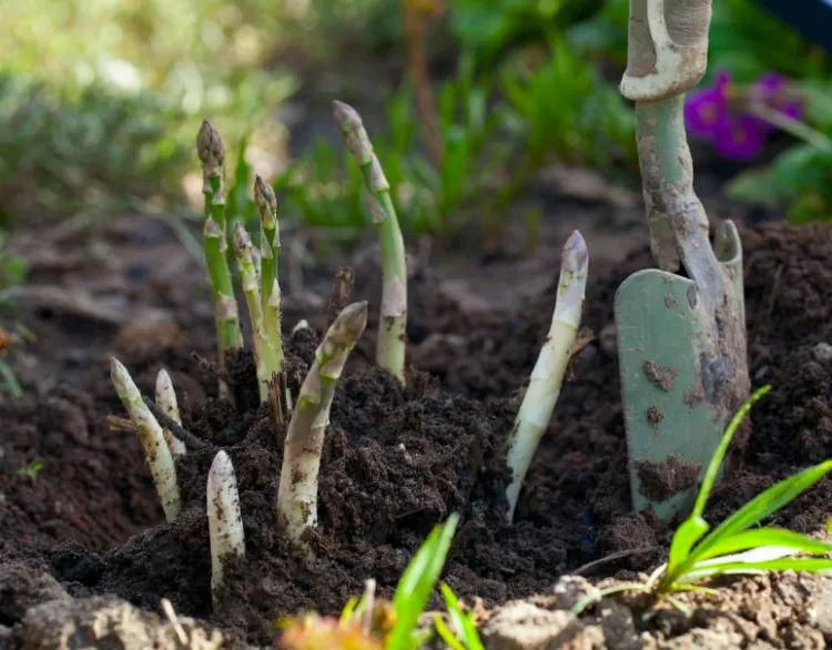 comment planter des asperges vertes 2023