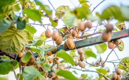 comment planter un kiwi autofertile ou male et femelle pour récolter des fruits
