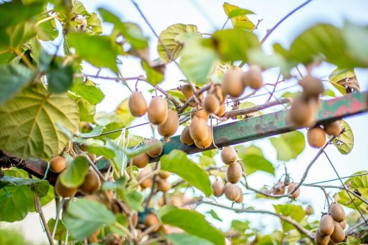 comment planter un kiwi autofertile ou male et femelle pour récolter des fruits