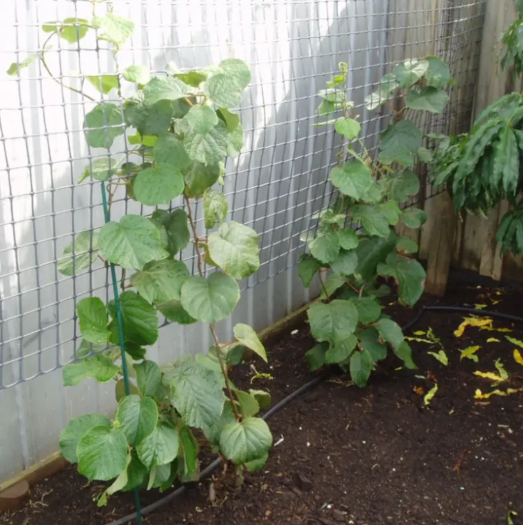 comment planter un kiwi autofertile ou male et femelle pour récolter fruits