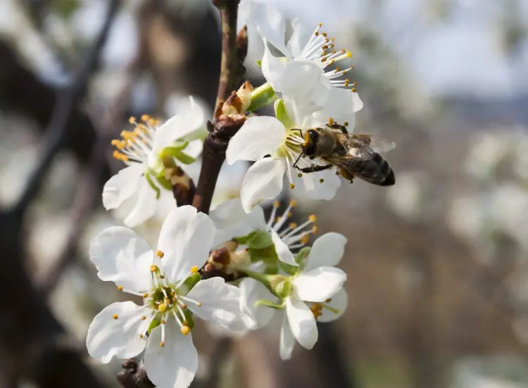 comment polliniser un cerisier qui ne fait pas de fruits