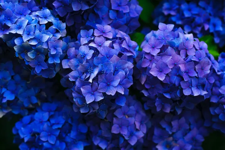 comment prolonger la floraison des hortensias engrais naturel conseils entretien des hortensias en été