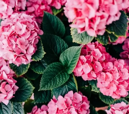 comment prolonger la floraison des hortensias gestes à adopter entretien des hortensias en été