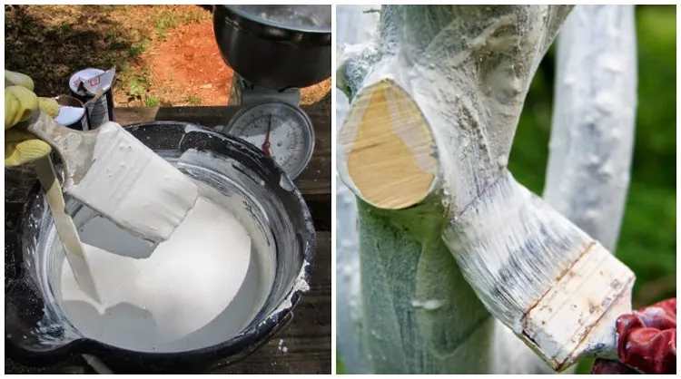 comment protéger les arbres fruitiers des limaces pucerons larves champignons en été lait de chaux