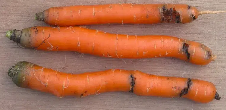 comment protéger les carottes de la mouche 2023