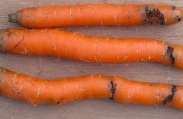 comment protéger les carottes de la mouche