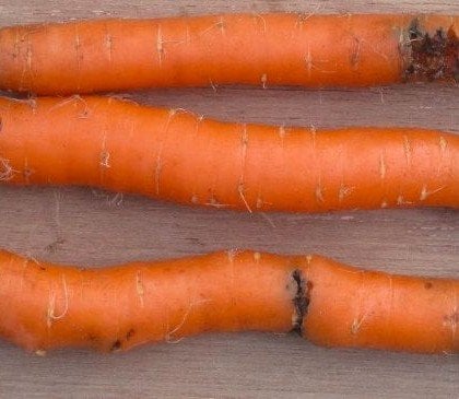 comment protéger les carottes de la mouche