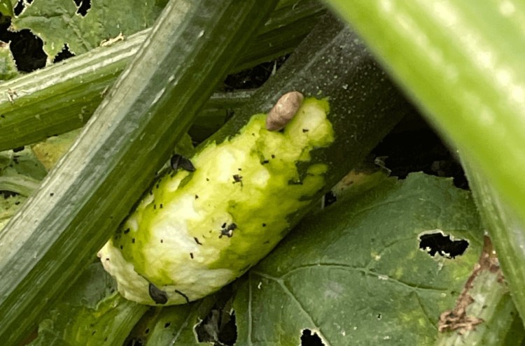 comment protéger les courgettes des limaces astuces