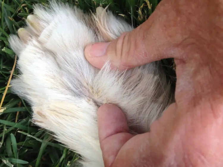 comment protéger son chien des épillets doigts pattes vétérinaire symptomes
