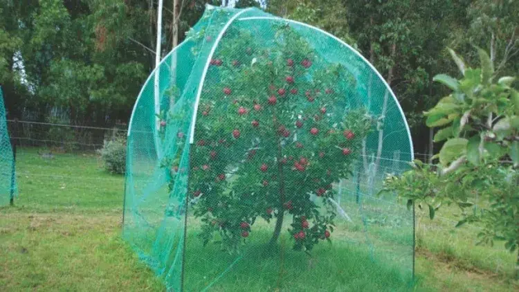 comment protéger un arbre fruitier des oiseaux et des insectes en été au verger astuces