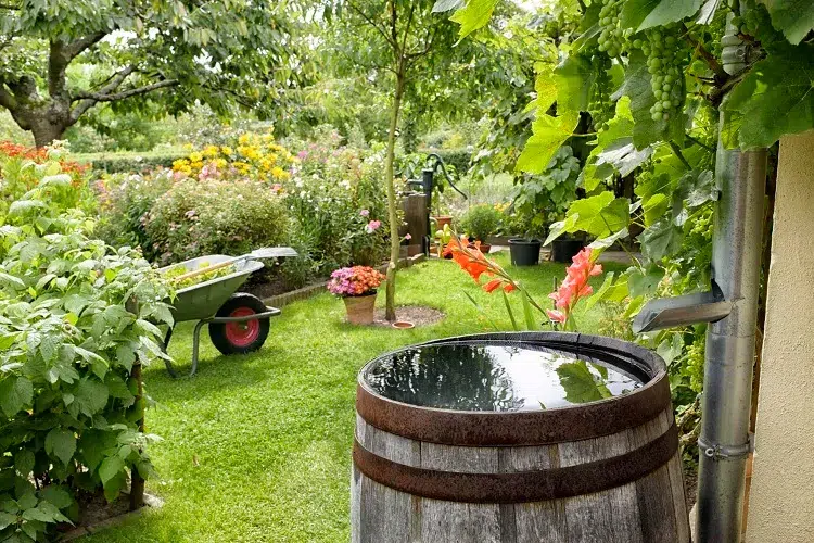 comment réduire l'arrosage au jardin pendant la canicule astuces faire économies eau arrosage éviter gaspillage système goutte a goutte récupérateur eau pluie
