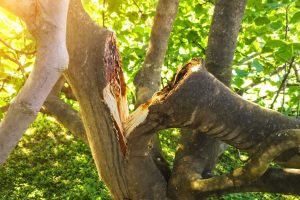 Comment réparer une branche cassée