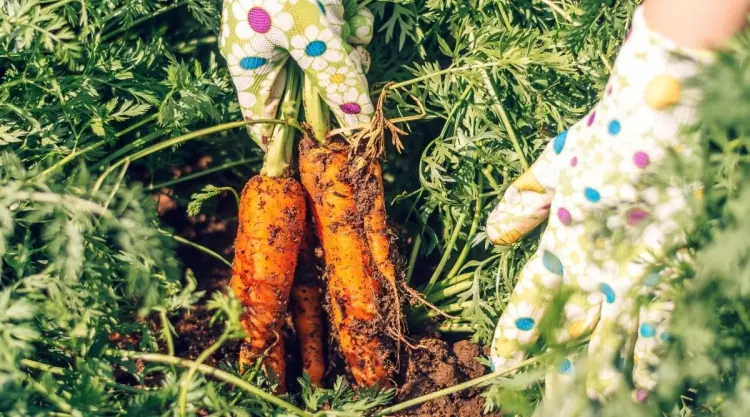 comment semer les des carottes en 2023