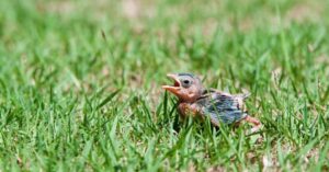 comment s'occuper d'un bébé oiseau tombé du nid