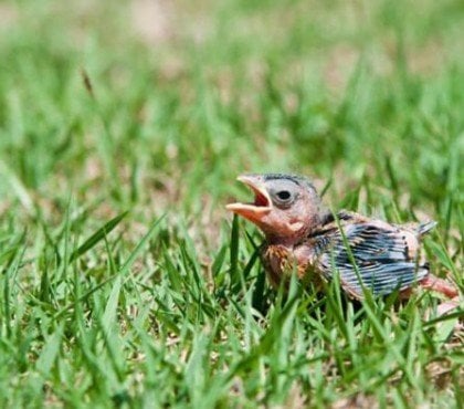 comment s'occuper d'un bébé oiseau tombé du nid