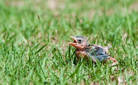 comment s'occuper d'un bébé oiseau tombé du nid