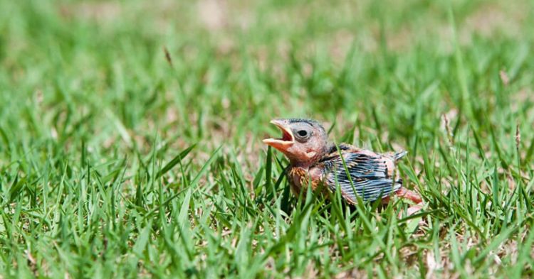 comment s'occuper d'un bébé oiseau tombé du nid