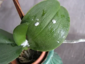 comment traiter les cochenilles sur des orchidées pourquoi j'ai des cochenilles sur mes orchidées