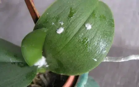 comment traiter les cochenilles sur des orchidées pourquoi j'ai des cochenilles sur mes orchidées