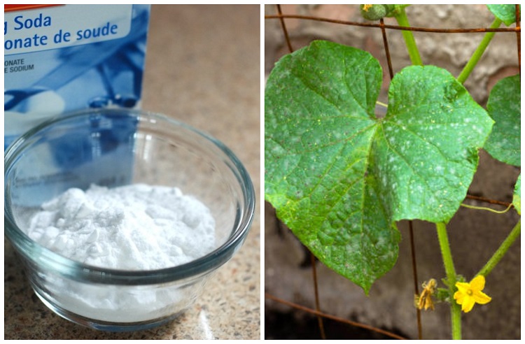 comment traiter l'oidium sur les concombres naturellement au potager astuces traitement naturel poirriture blanche