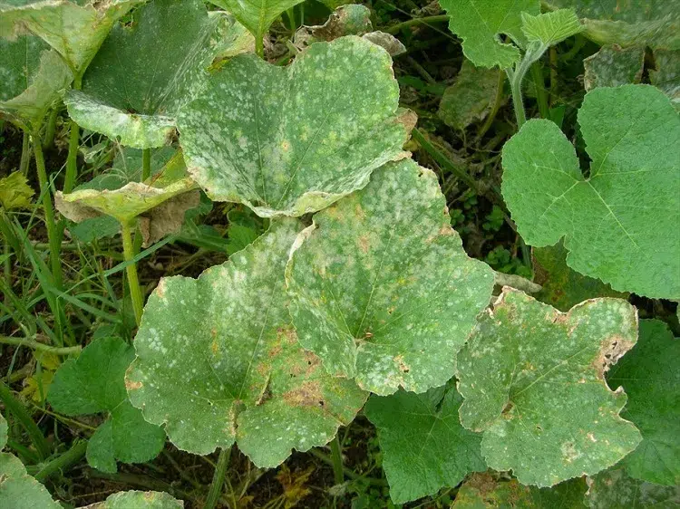 comment traiter reconnaîre l'oïdium sur les concombres les courgettes et les courges au potager symptômes maladie du blanc pourriture blanche