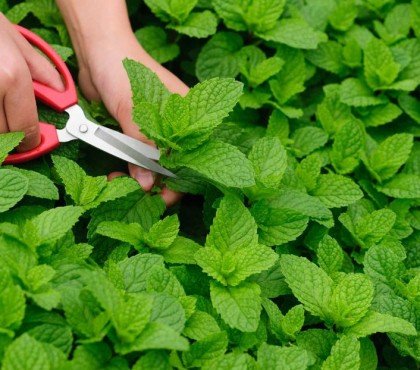 comment utiliser des feuilles de menthe fraiches