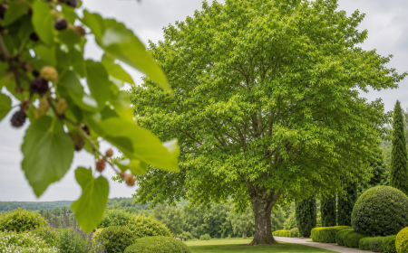 Mûrier-platane adulte aux grandes feuilles vertes dans un jardin français