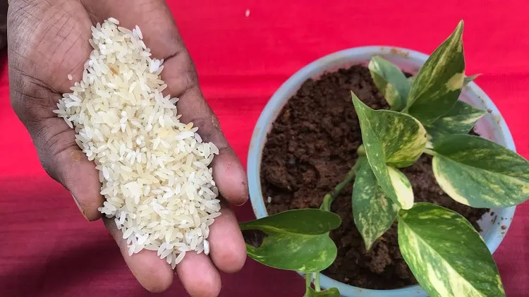comment utiliser le riz comme un engrais naturel jardin mettre grains de riz dans la terre pied courgettes préparer eau de rinçage riz fertilisant efficace plantes pot