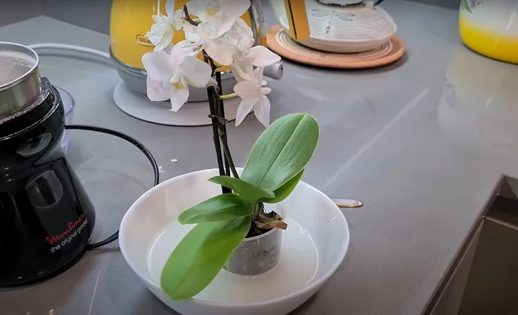 comment utiliser l'eau de riz pour arroser les orchidées pot idée engrais naturel fertilisant pour faire refleurir orchidée