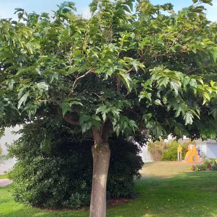 comment utiliser les fruits du mûrier platane 2023