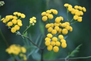 comment utiliser l'herbe a curry epice cuisine vertus bienfaits plante taille culture sante arbre conseils jardin terrasse feuilles