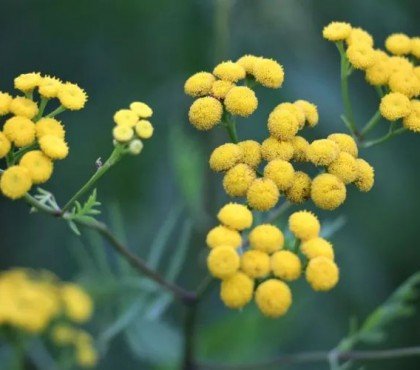 comment utiliser l'herbe a curry epice cuisine vertus bienfaits plante taille culture sante arbre conseils jardin terrasse feuilles