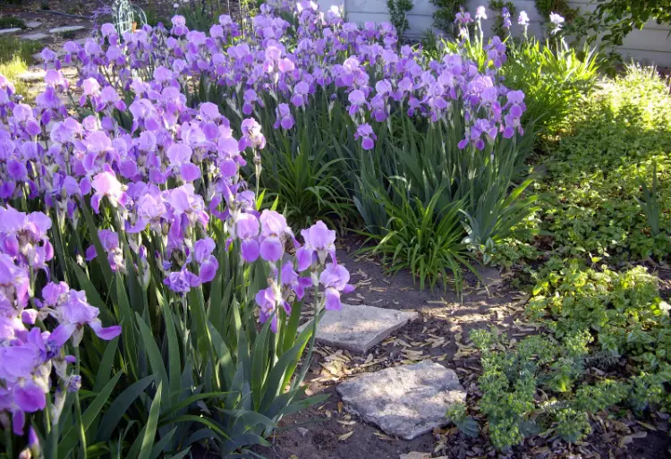 conseils entretien couper les iris fanées après la floraison fleurs feuilles