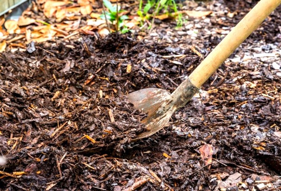 conseils pour réussir à faire pousser un arbre plus vite