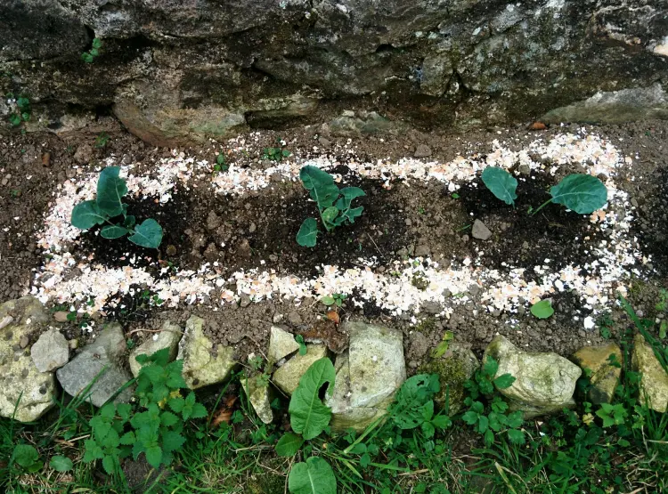 coquilles d'oeufs limaces potager jardin anti limace naturel