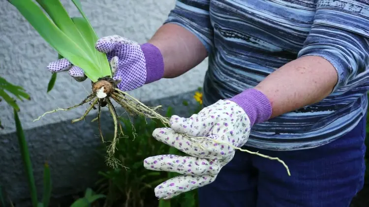 couper les iris fanées après la floraison fleurs feuilles transplantation