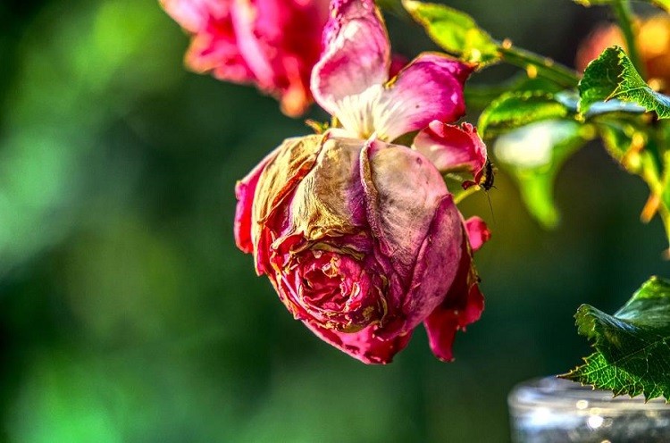 couper les roses fanées et comment tailler le rosier en été