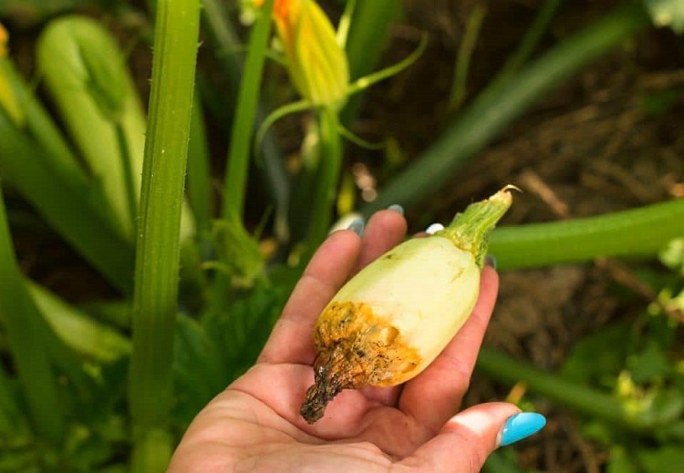 courgettes jaunissent et tombent