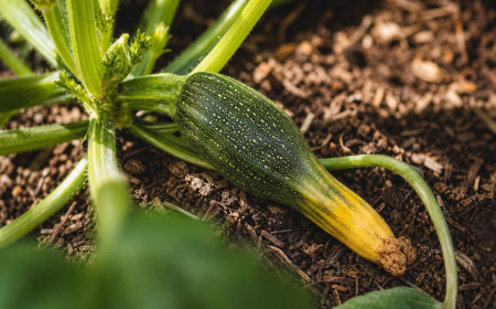 courgettes qui pourrissent avant de grossir jaunissent pourquoi maladies